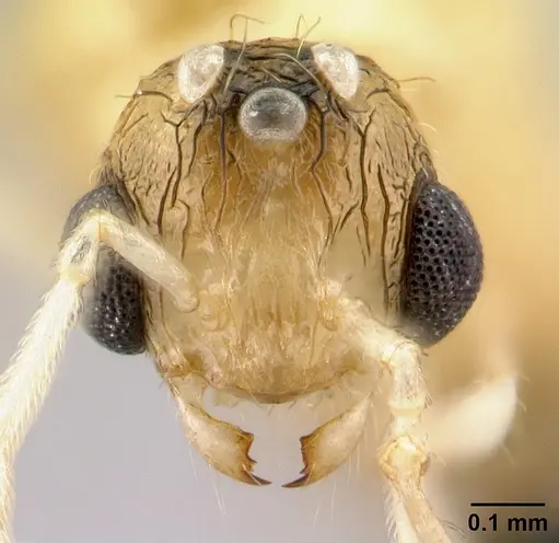Tetramorium shamshir specimen CASENT0109526 image casent0109526_2