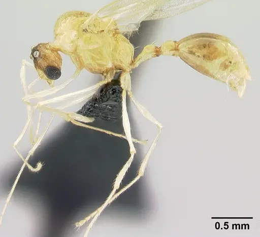 Tetramorium shamshir specimen CASENT0109526 image casent0109526_3