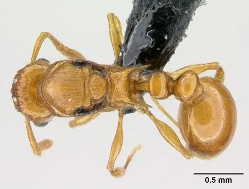 Tetramorium shamshir specimen CASENT0467113 image casent0467113_1