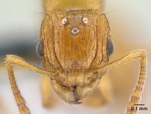 Tetramorium shamshir specimen CASENT0467113 image casent0467113_2