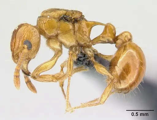 Tetramorium shamshir specimen CASENT0467113 image casent0467113_3