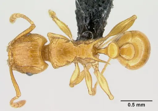 Tetramorium shamshir specimen CASENT0467696 image casent0467696_1