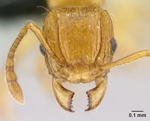Tetramorium shamshir specimen CASENT0467696 image casent0467696_2