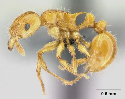 Tetramorium shamshir specimen CASENT0467696 image casent0467696_3
