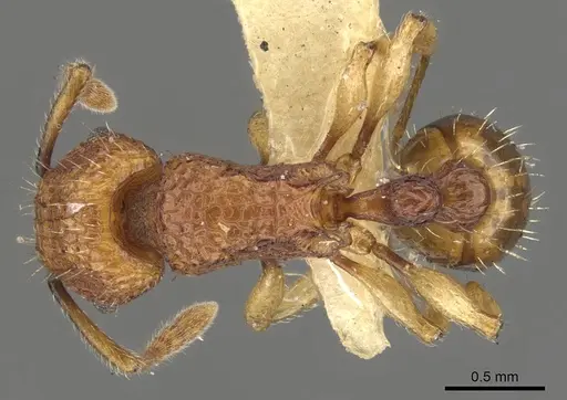 Tetramorium shensiense specimen CASENT0901069 image casent0901069_1