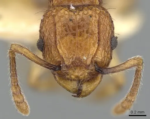 Tetramorium shensiense specimen CASENT0901069 image casent0901069_2
