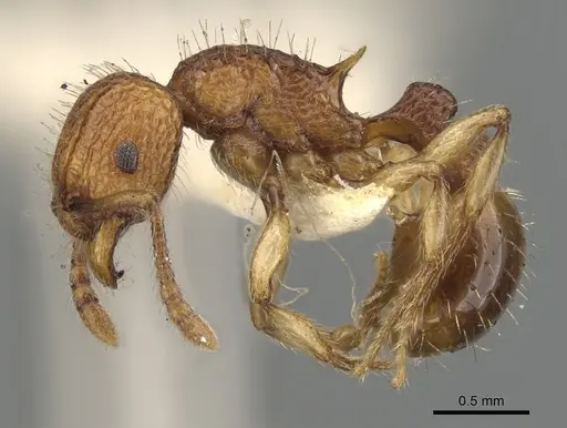 Tetramorium shensiense specimen CASENT0901069 image casent0901069_3
