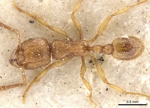Tetramorium shilohense specimen CASENT0901171 image casent0901171_1