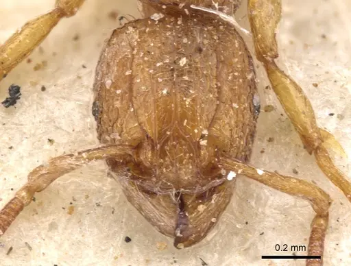Tetramorium shilohense specimen CASENT0901171 image casent0901171_2
