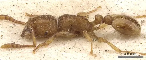 Tetramorium shilohense specimen CASENT0901171 image casent0901171_3