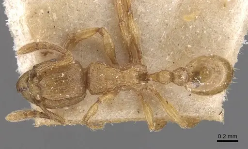 Tetramorium shilohense specimen CASENT0909113 image casent0909113_1