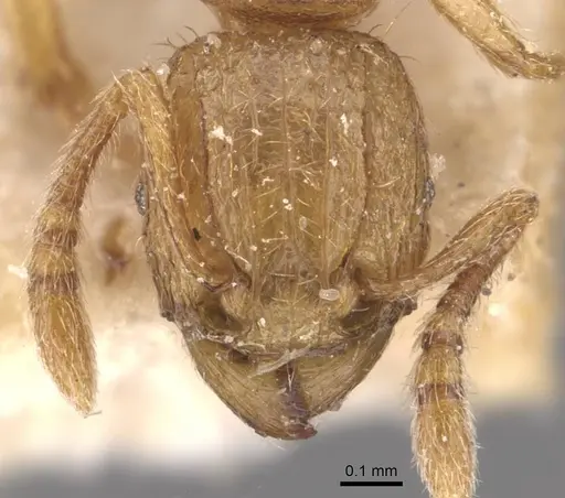 Tetramorium shilohense specimen CASENT0909113 image casent0909113_2
