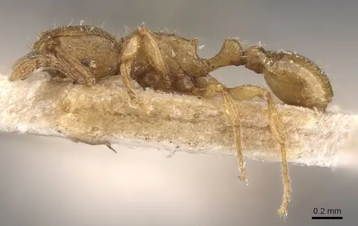 Tetramorium shilohense specimen CASENT0909113 image casent0909113_3