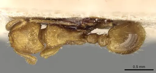 Tetramorium shilohense specimen CASENT0915078 image casent0915078_1