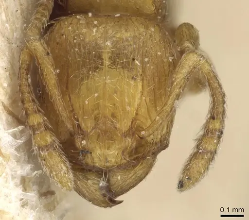 Tetramorium shilohense specimen CASENT0915078 image casent0915078_2