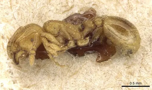 Tetramorium shilohense specimen CASENT0915078 image casent0915078_3