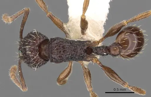 Tetramorium sigillum specimen CASENT0901198 image casent0901198_1