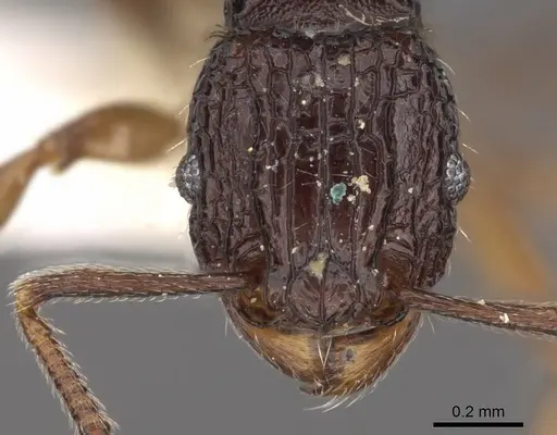 Tetramorium sigillum specimen CASENT0901198 image casent0901198_2