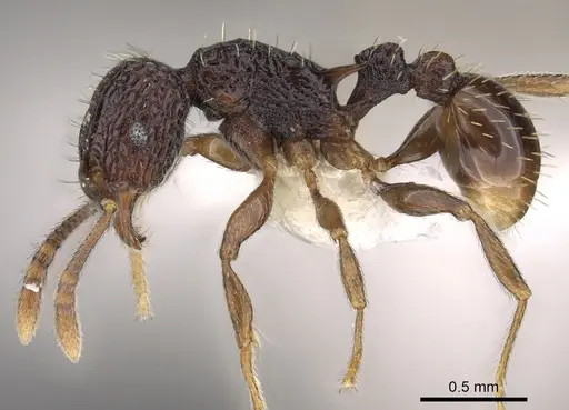 Tetramorium sigillum specimen CASENT0901198 image casent0901198_3