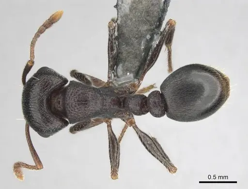 Tetramorium signatum specimen CASENT0254335 image casent0254335_1