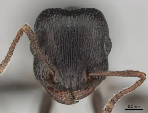 Tetramorium signatum specimen CASENT0254335 image casent0254335_2