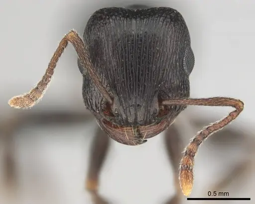 Tetramorium signatum specimen CASENT0254335 image casent0254335_3