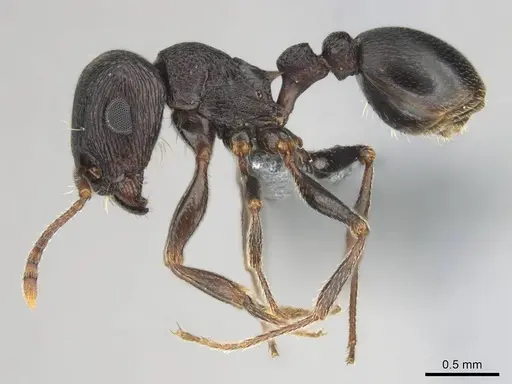 Tetramorium signatum specimen CASENT0254335 image casent0254335_4