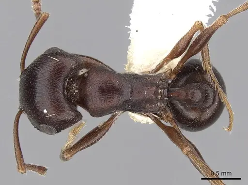 Tetramorium signatum specimen CASENT0280906 image casent0280906_1