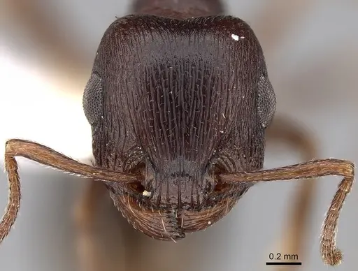 Tetramorium signatum specimen CASENT0280906 image casent0280906_2