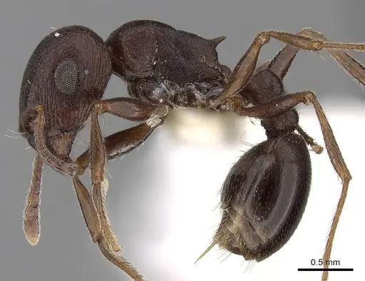 Tetramorium signatum specimen CASENT0280906 image casent0280906_3