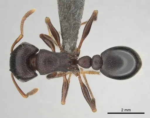 Tetramorium signatum specimen CASENT0813026 image casent0813026_1
