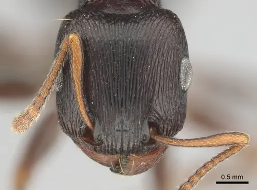 Tetramorium signatum specimen CASENT0813026 image casent0813026_2