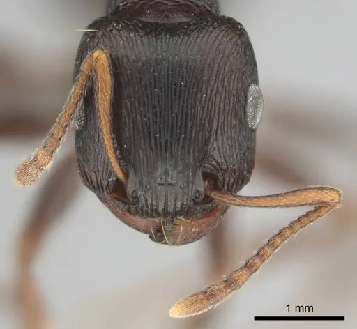 Tetramorium signatum specimen CASENT0813026 image casent0813026_3