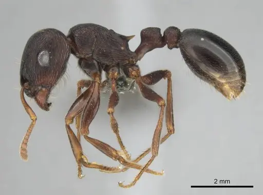 Tetramorium signatum specimen CASENT0813026 image casent0813026_4
