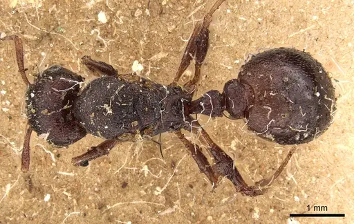 Tetramorium signatum specimen CASENT0901188 image casent0901188_1