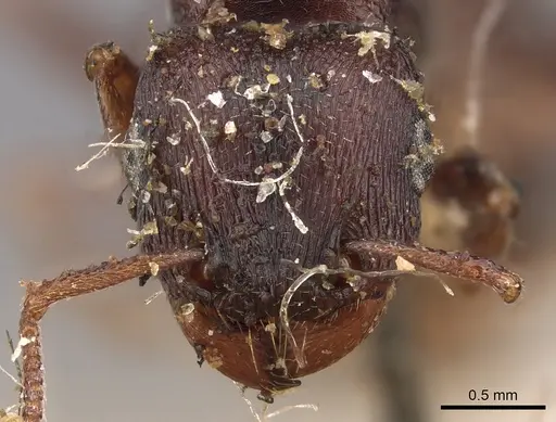 Tetramorium signatum specimen CASENT0901188 image casent0901188_2