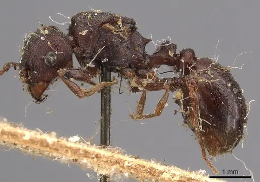 Tetramorium signatum specimen CASENT0901188 image casent0901188_3
