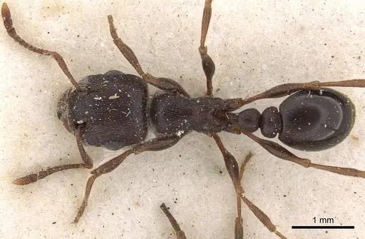 Tetramorium signatum specimen CASENT0901189 image casent0901189_1