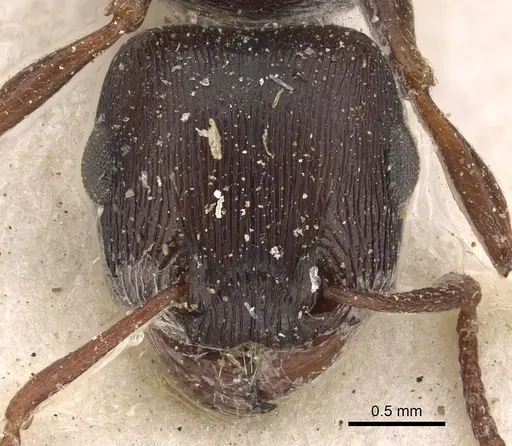 Tetramorium signatum specimen CASENT0901189 image casent0901189_2
