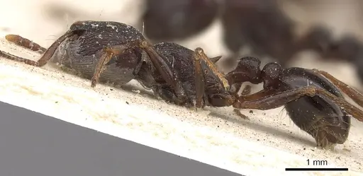 Tetramorium signatum specimen CASENT0901189 image casent0901189_3