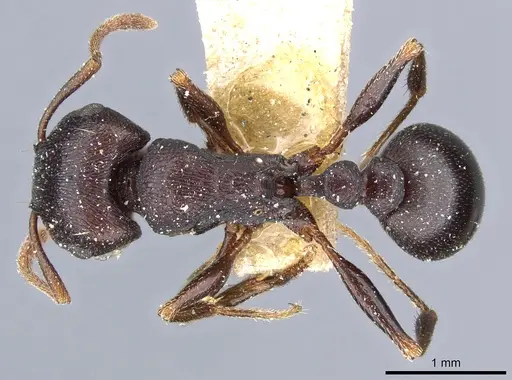 Tetramorium signatum specimen CASENT0904841 image casent0904841_1
