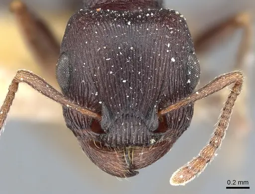 Tetramorium signatum specimen CASENT0904841 image casent0904841_2