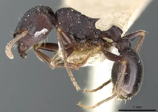 Tetramorium signatum specimen CASENT0904841 image casent0904841_3