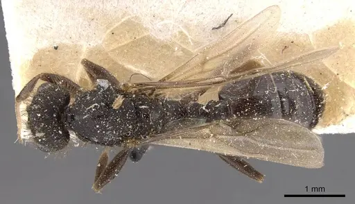 Tetramorium signatum specimen CASENT0909156 image casent0909156_1