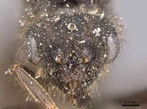 Tetramorium signatum specimen CASENT0909156 image casent0909156_2