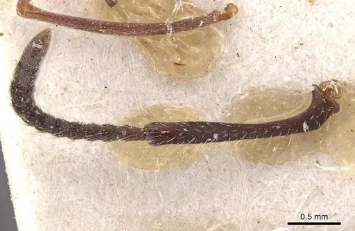 Tetramorium signatum specimen CASENT0909156 image casent0909156_3