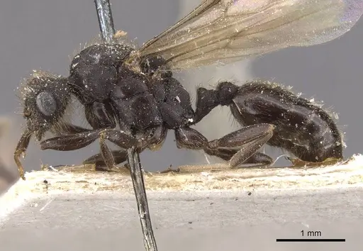 Tetramorium signatum specimen CASENT0909156 image casent0909156_4