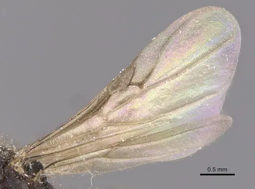 Tetramorium signatum specimen CASENT0909156 image casent0909156_5