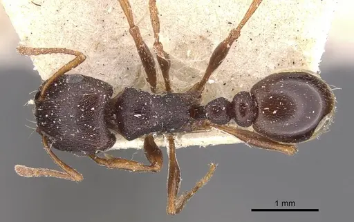 Tetramorium signatum specimen CASENT0909157 image casent0909157_1