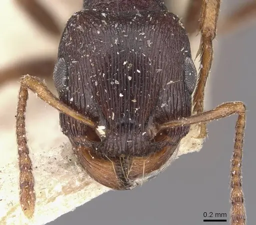 Tetramorium signatum specimen CASENT0909157 image casent0909157_2